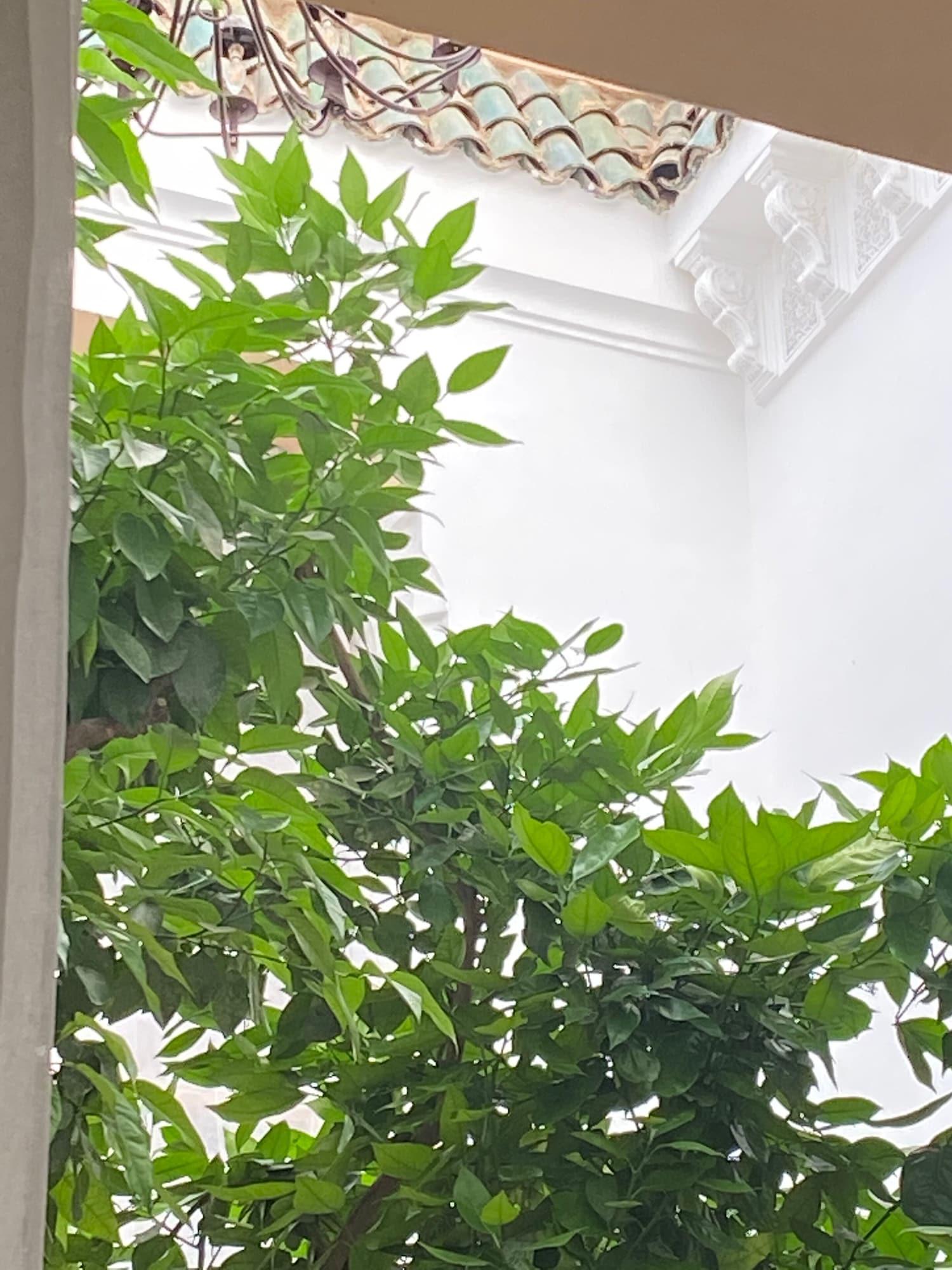 מרקש Riad Les Orangers D'Alilia מראה חיצוני תמונה
